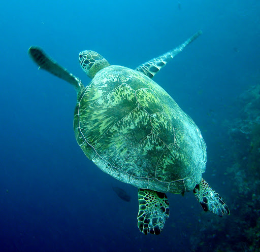 Green turtle - Chelonia mydas